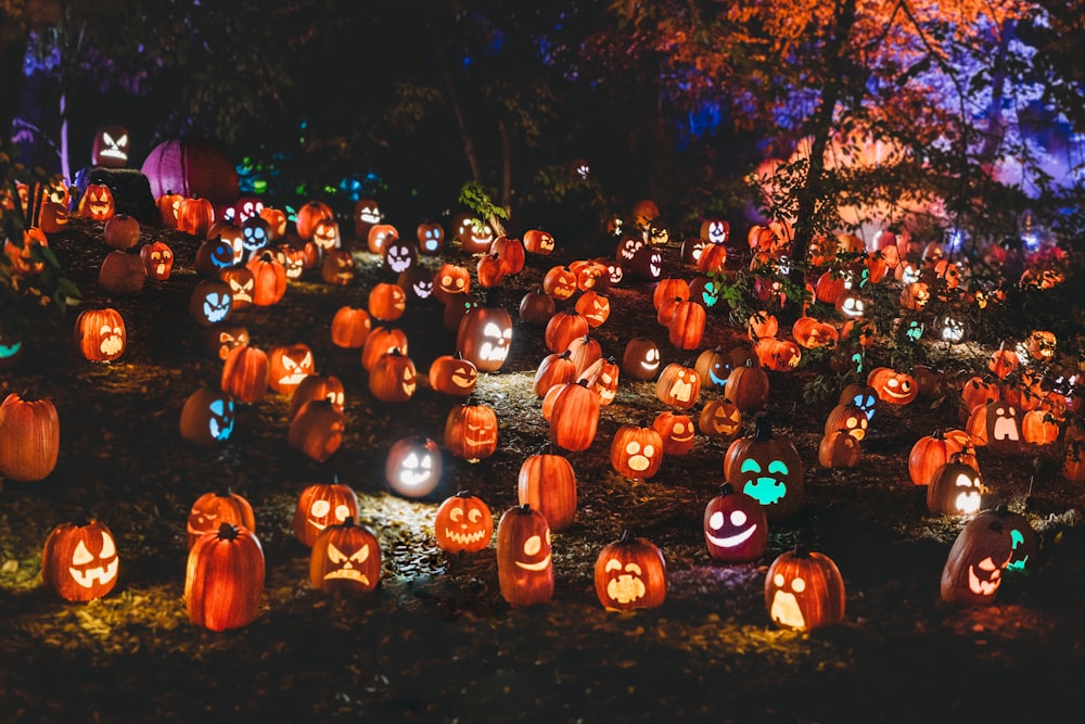 a group of pumpkins in a field