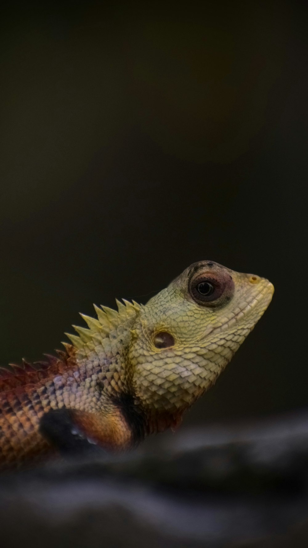 a lizard with a black background