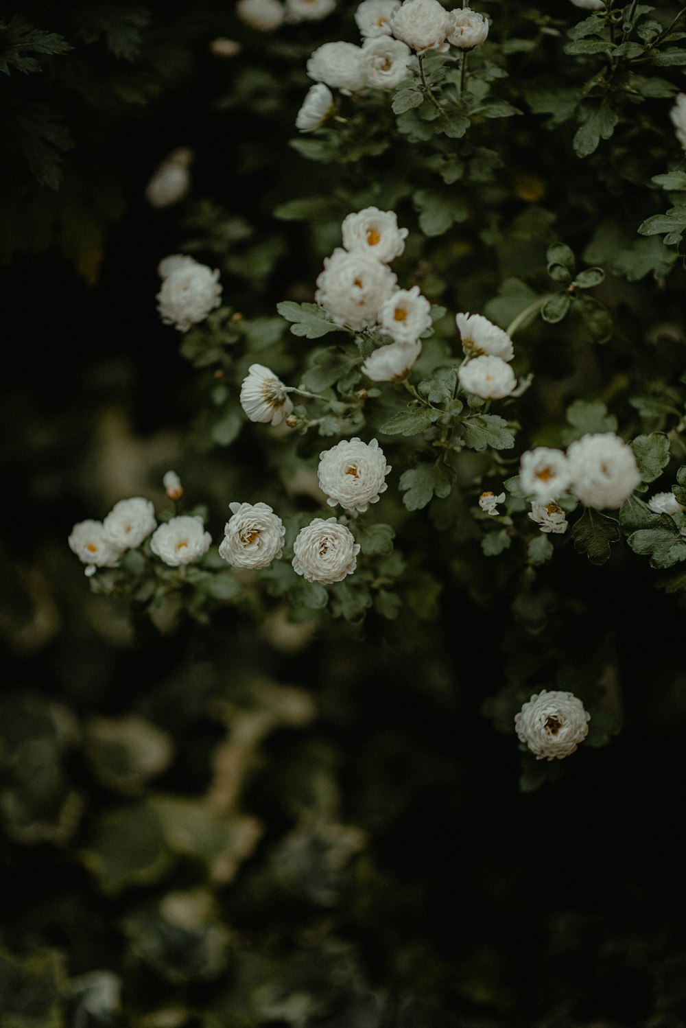 a bush with white flowers