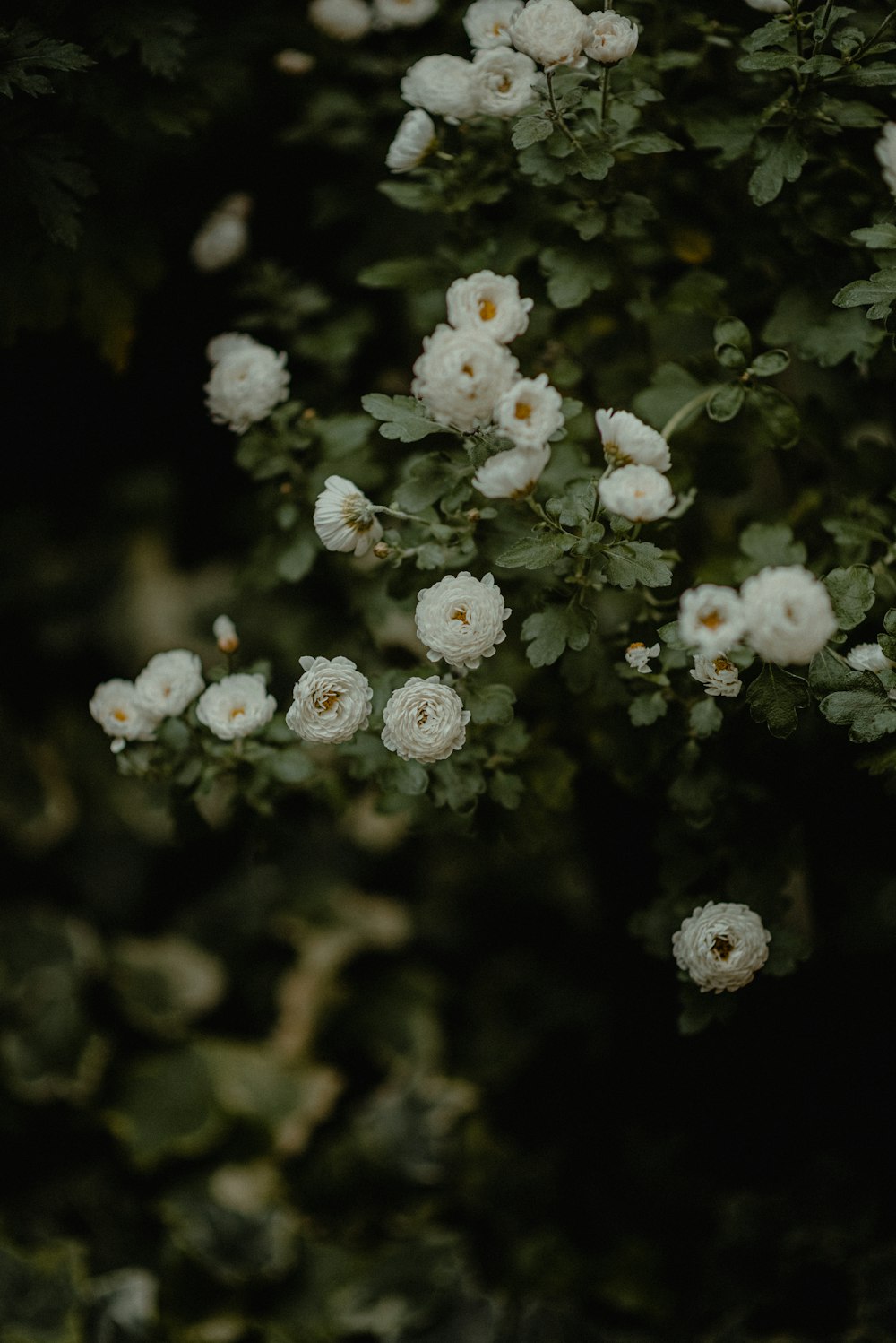 um arbusto com flores brancas