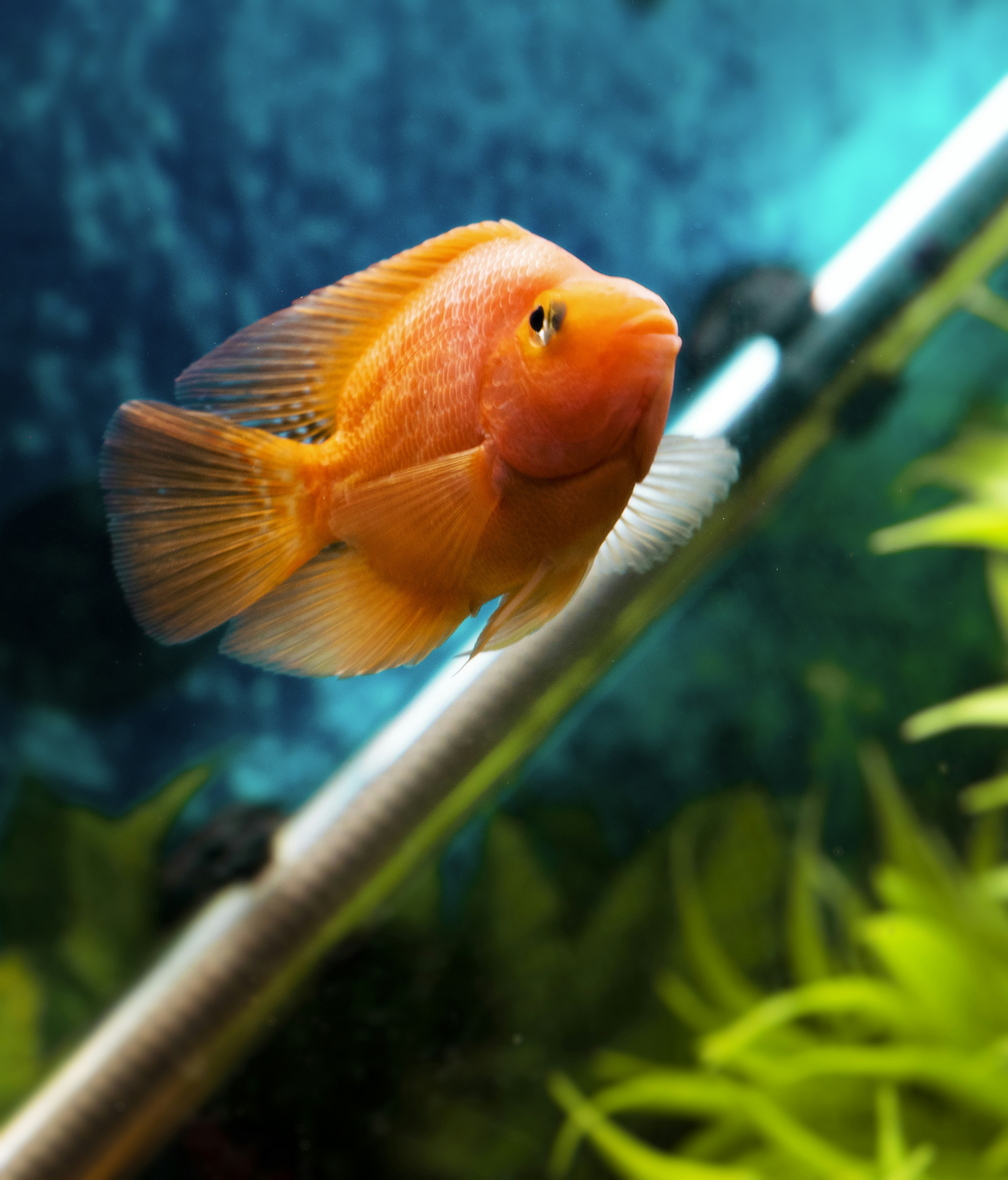 Photo by pavannaikfcds