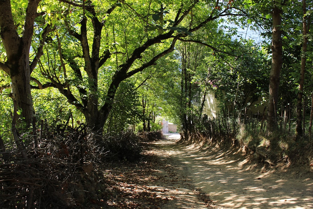 a dirt road in a forest