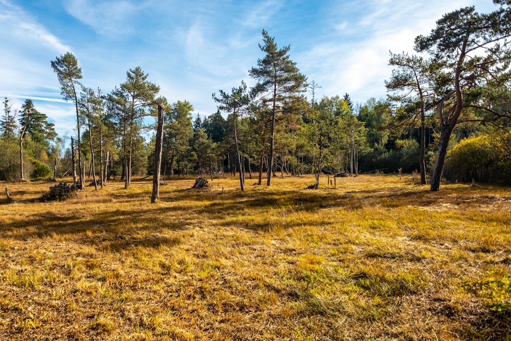 a field of yellow grass with trees in the background