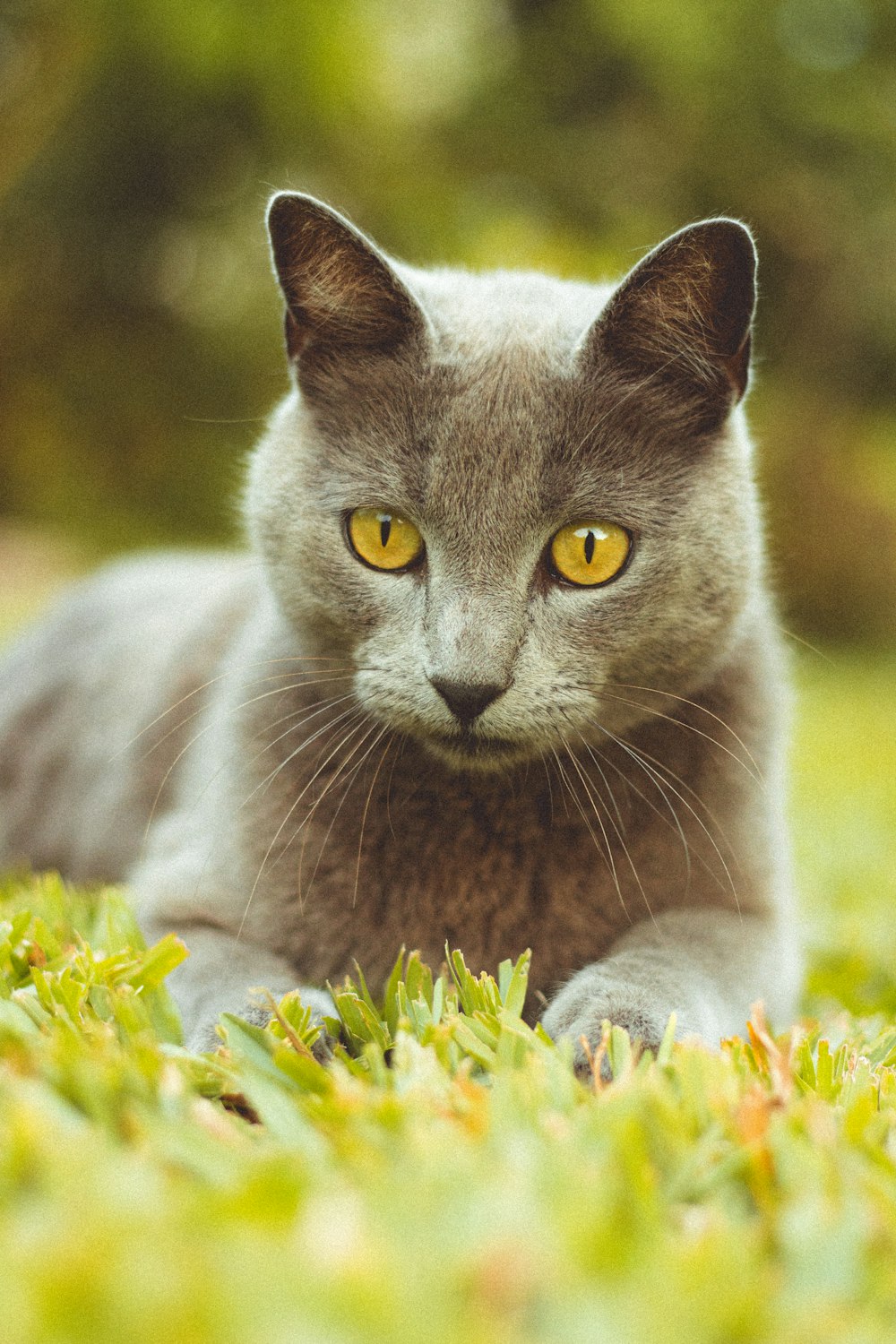 a cat lying in the grass