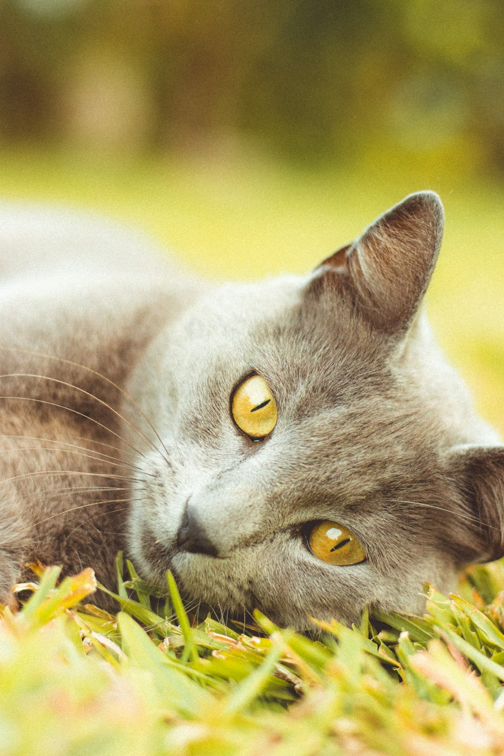 a cat lying on grass