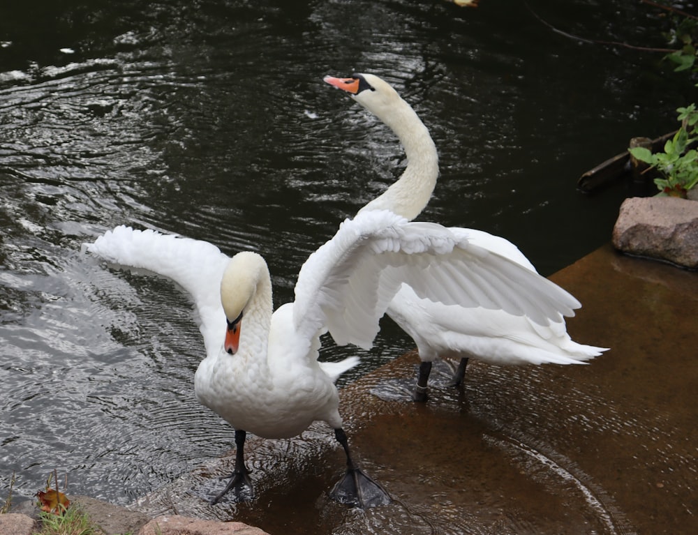 two white birds standing in water