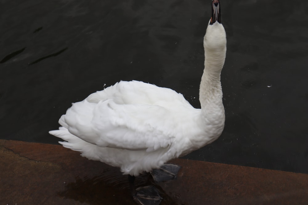 a white swan standing on a ledge
