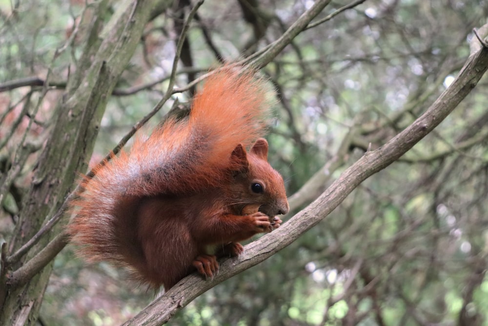 a squirrel on a tree branch