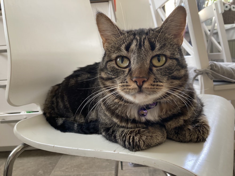 a cat sitting on a chair