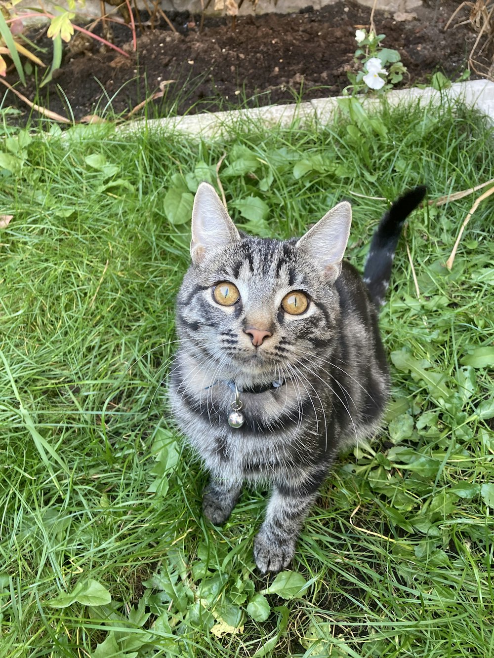 a cat sitting in the grass