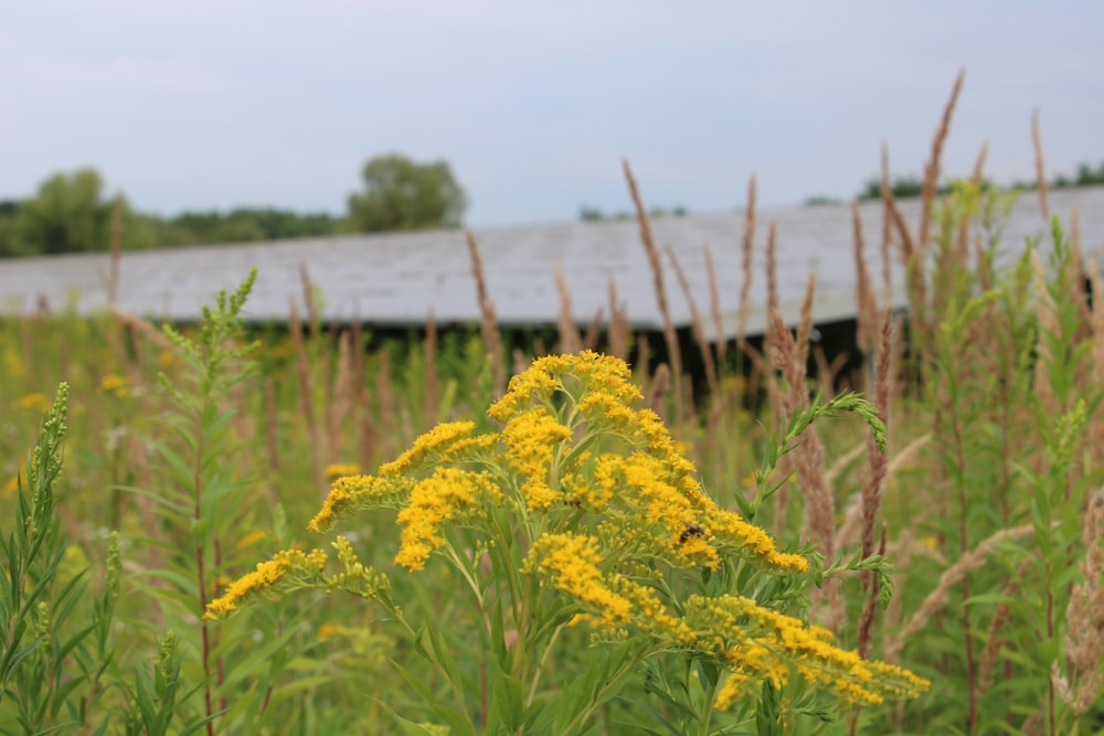 a field of flowers