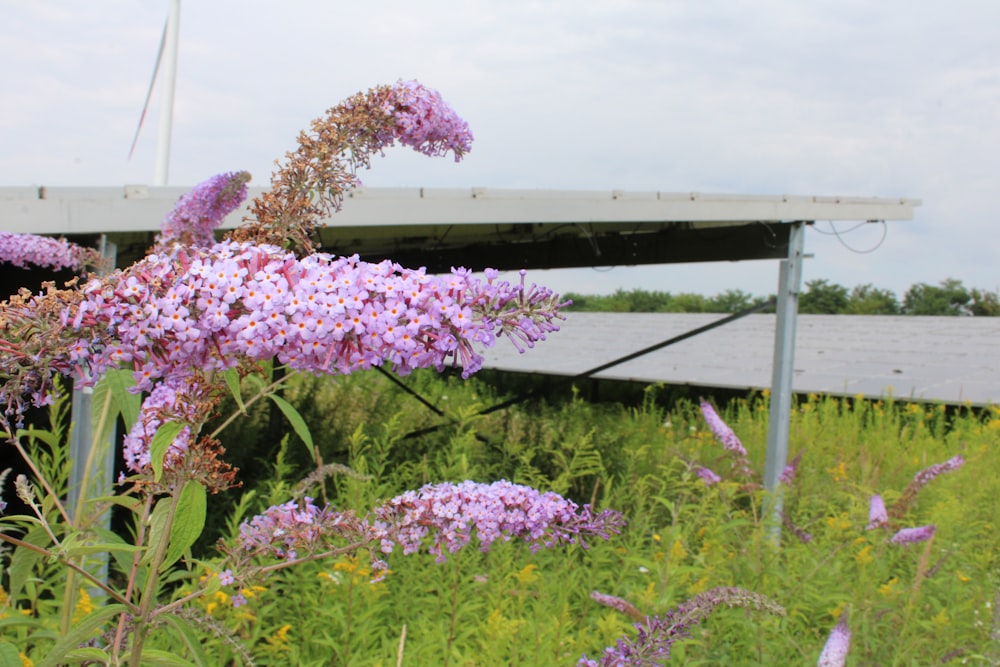 a group of flowers in a field