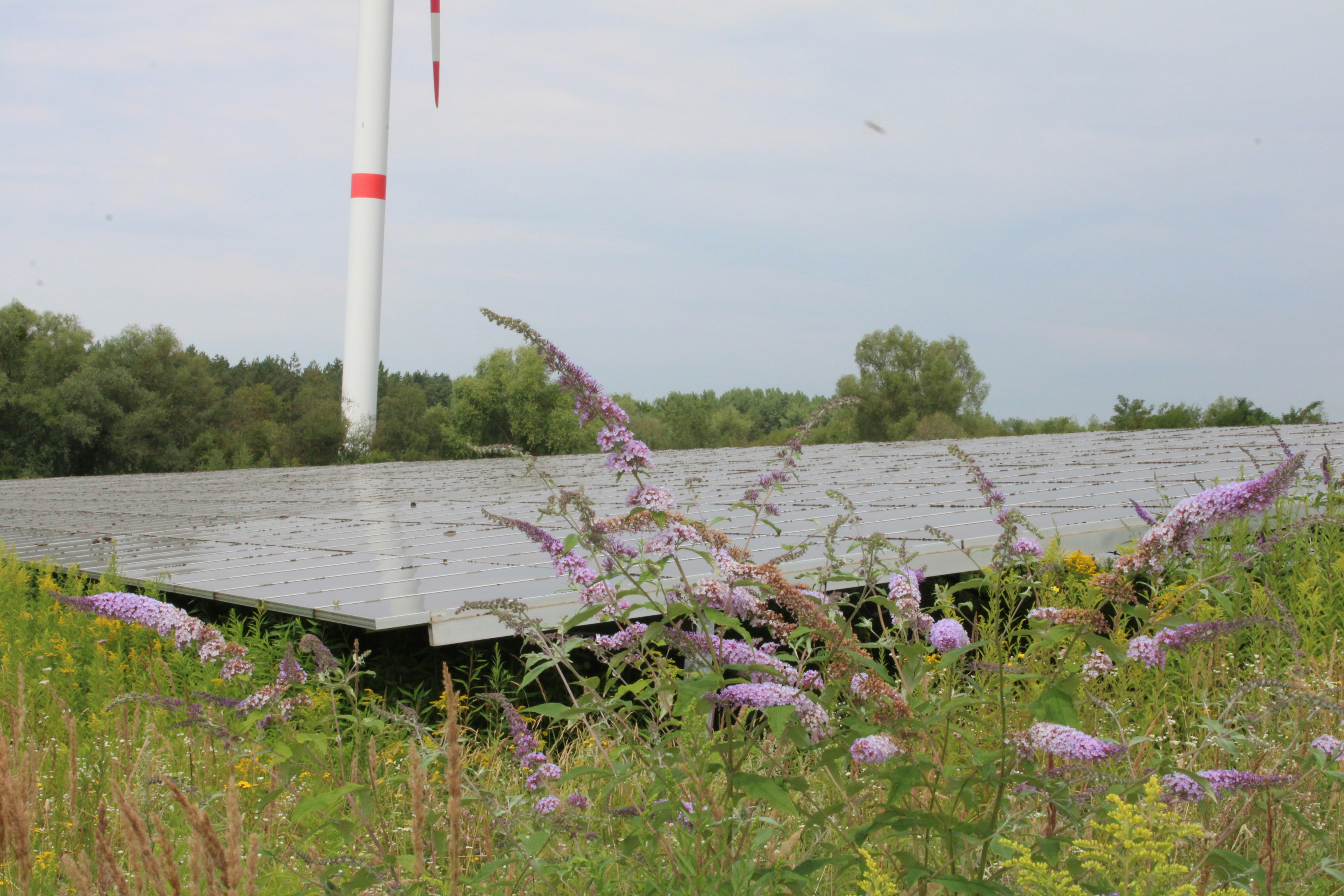 Photo by koesterduepree