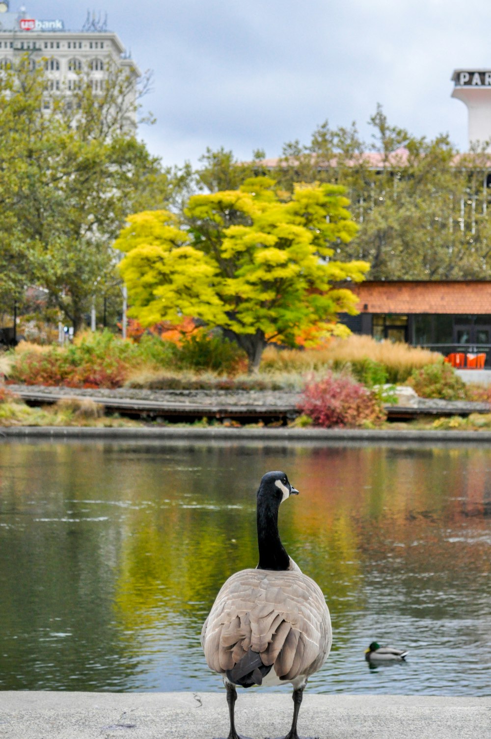 a goose standing in a pond