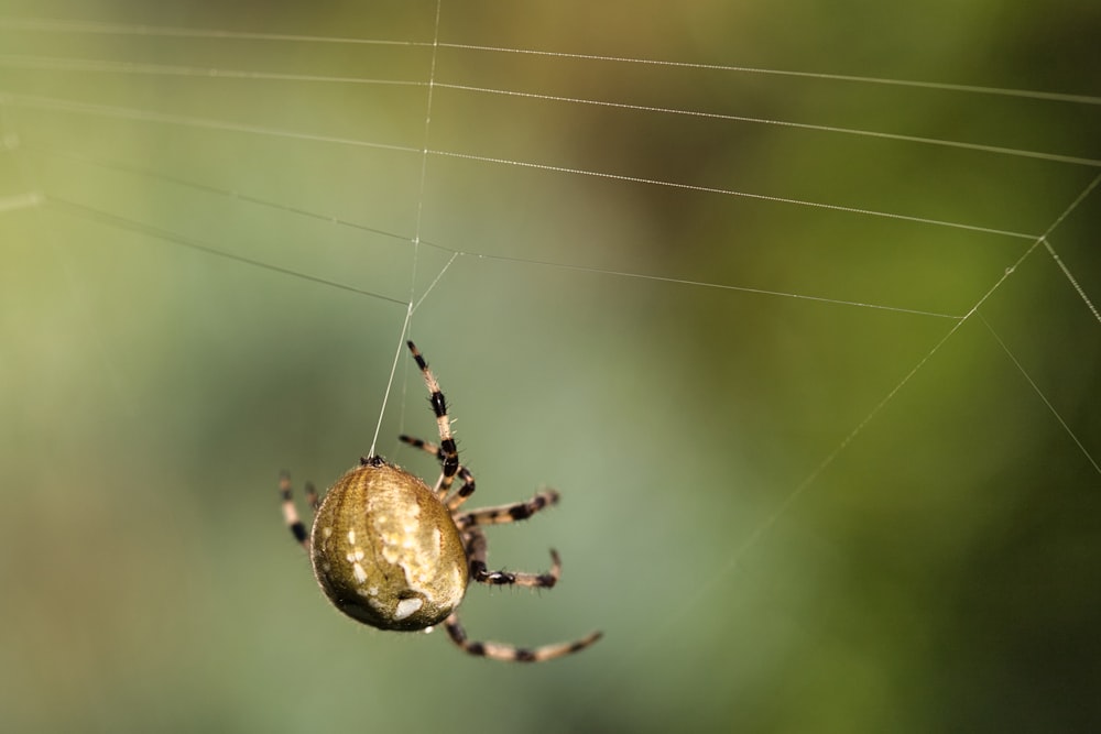 a spider on a web