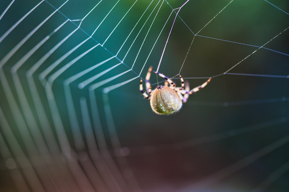 a spider on a web