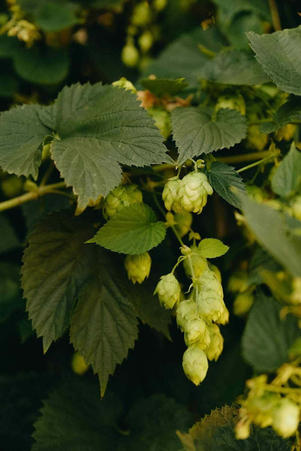 a close up of some leaves