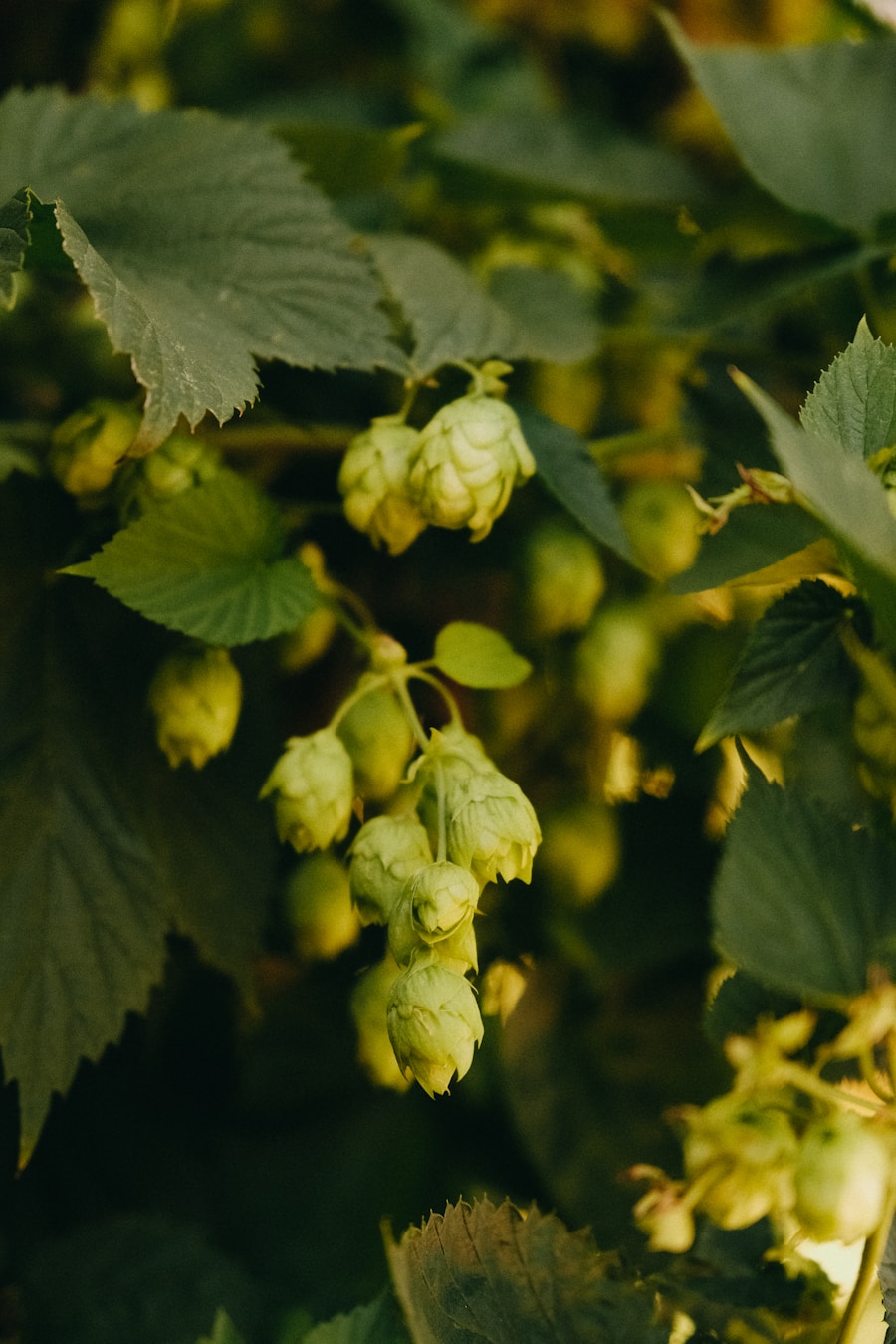Hops in the Golan Heights: volcanic soil, high elevation, and a new terroir for beer.