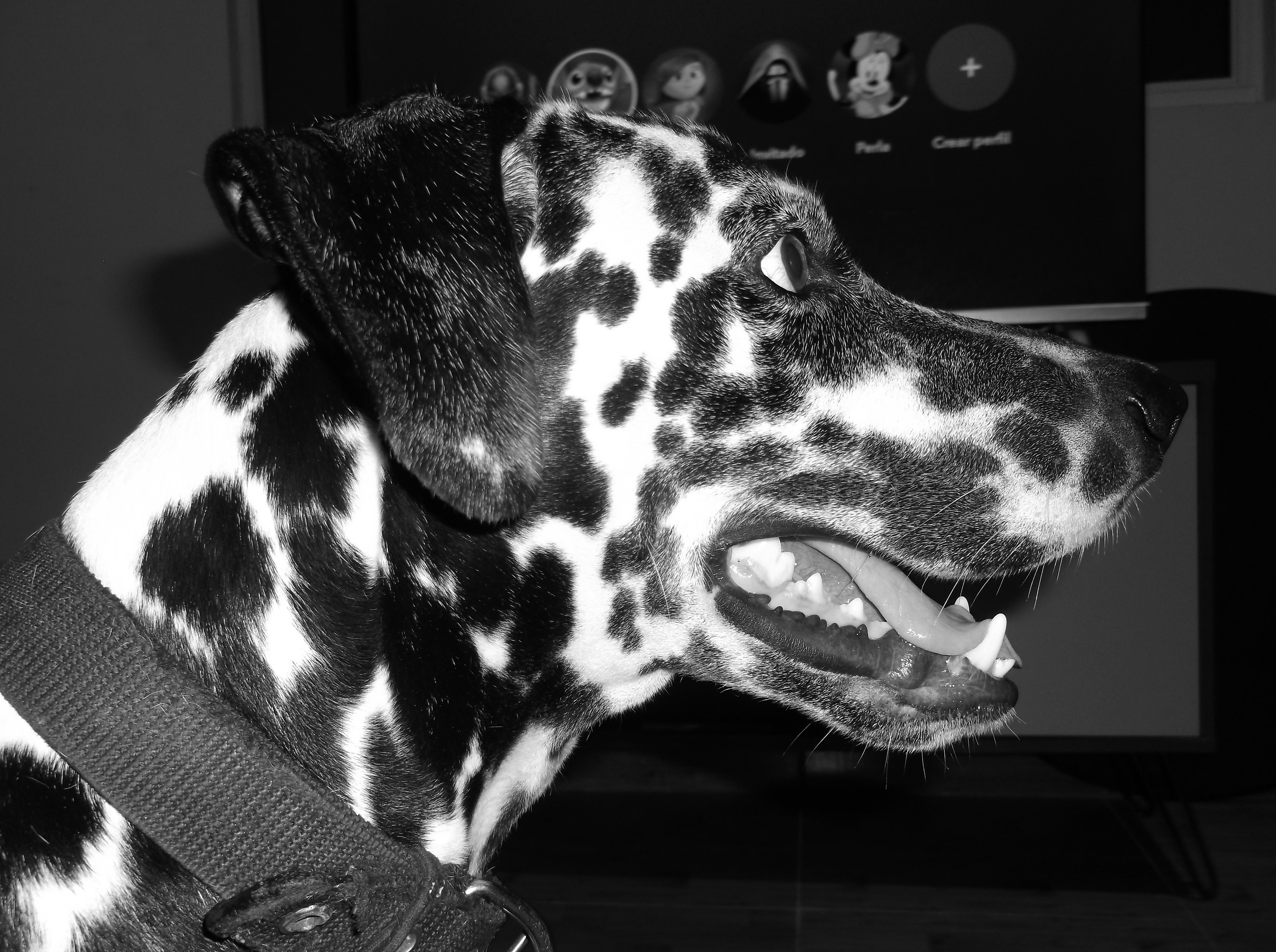 a black and white photo of a dog with its mouth open