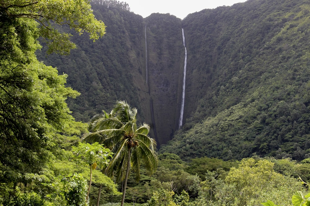 a waterfall in a forest