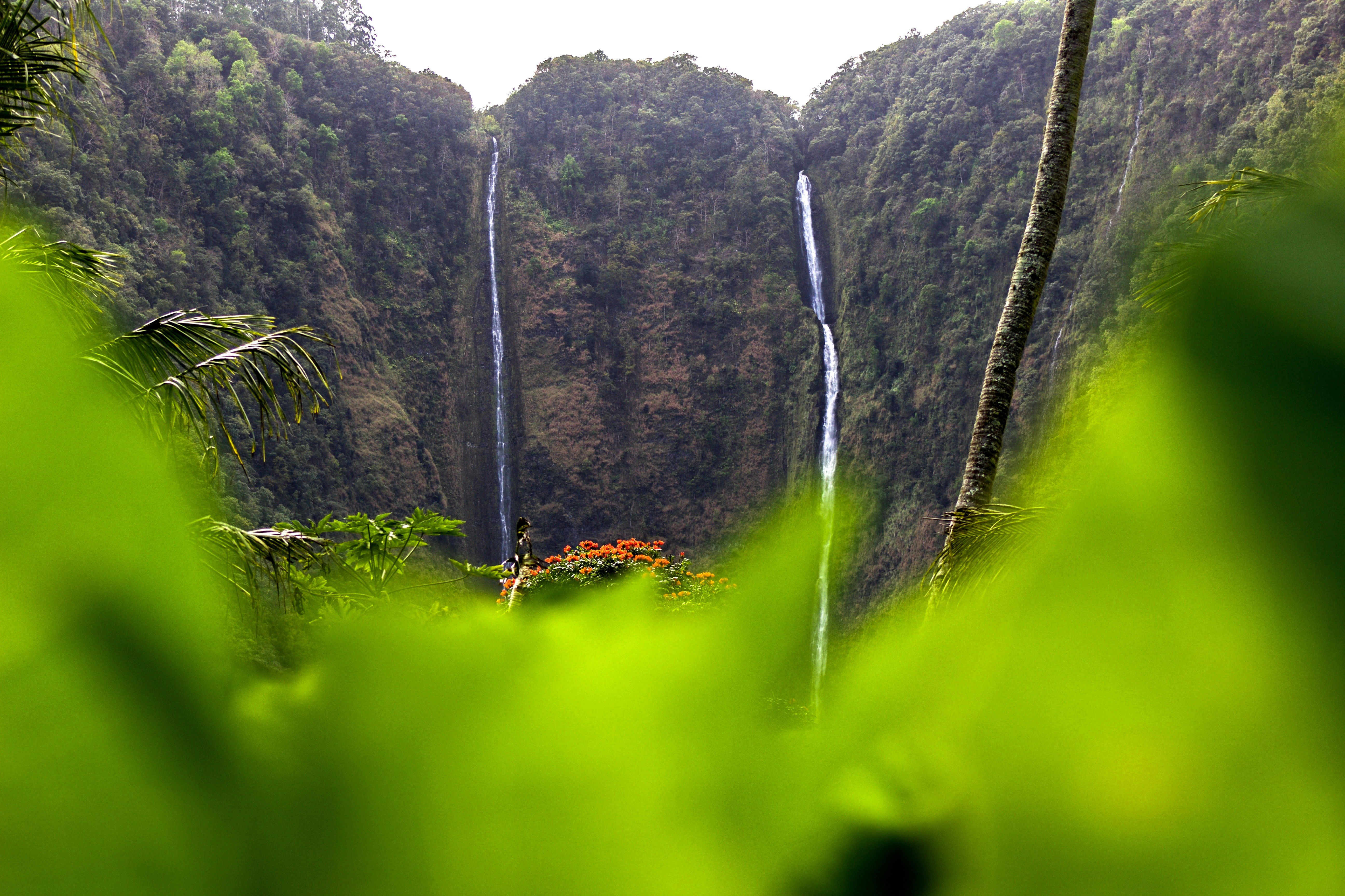 a waterfall in a forest, Beautiful shot from the back yard in Waipiʻo Valley.
