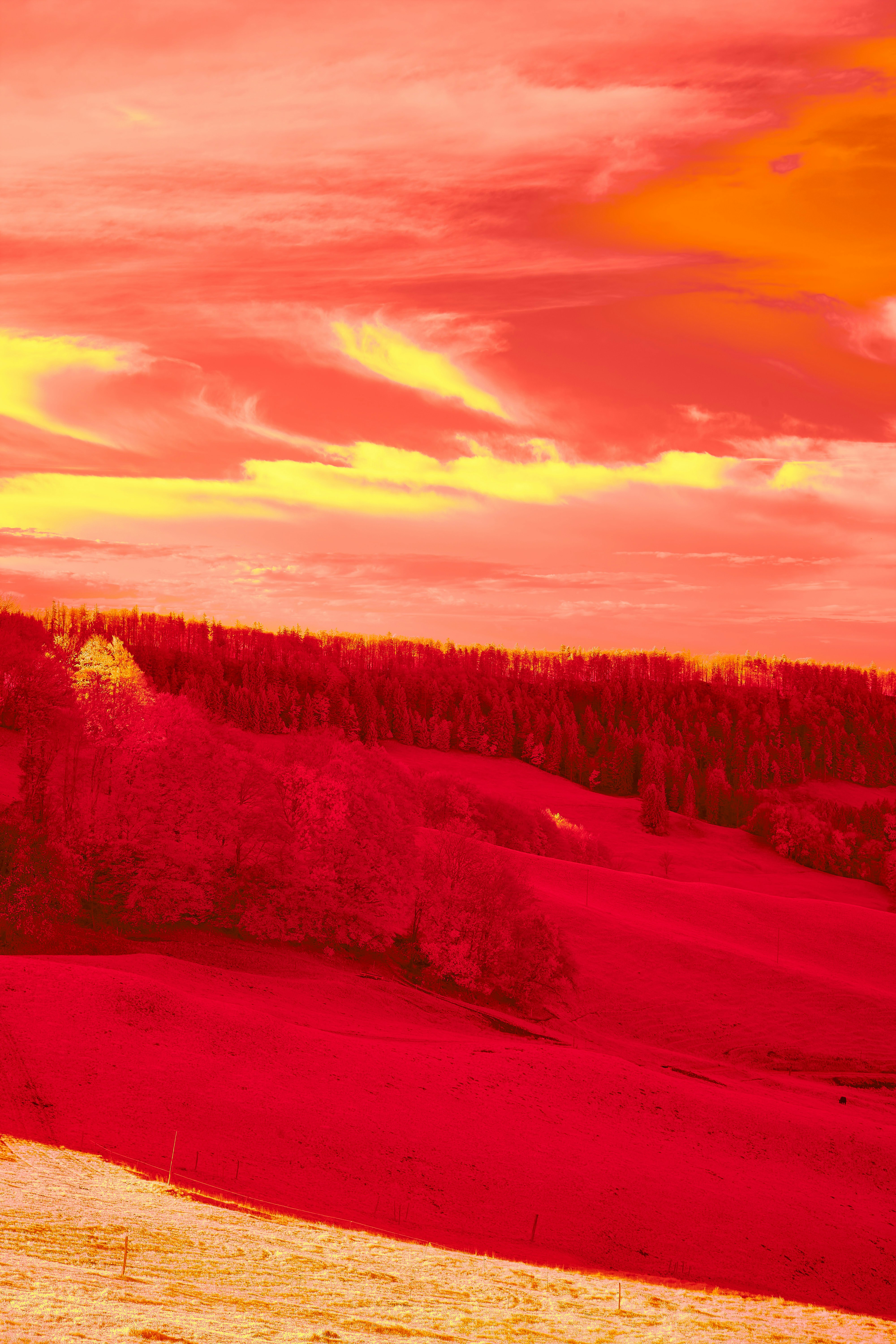 Photo by wolfgang_hasselmann