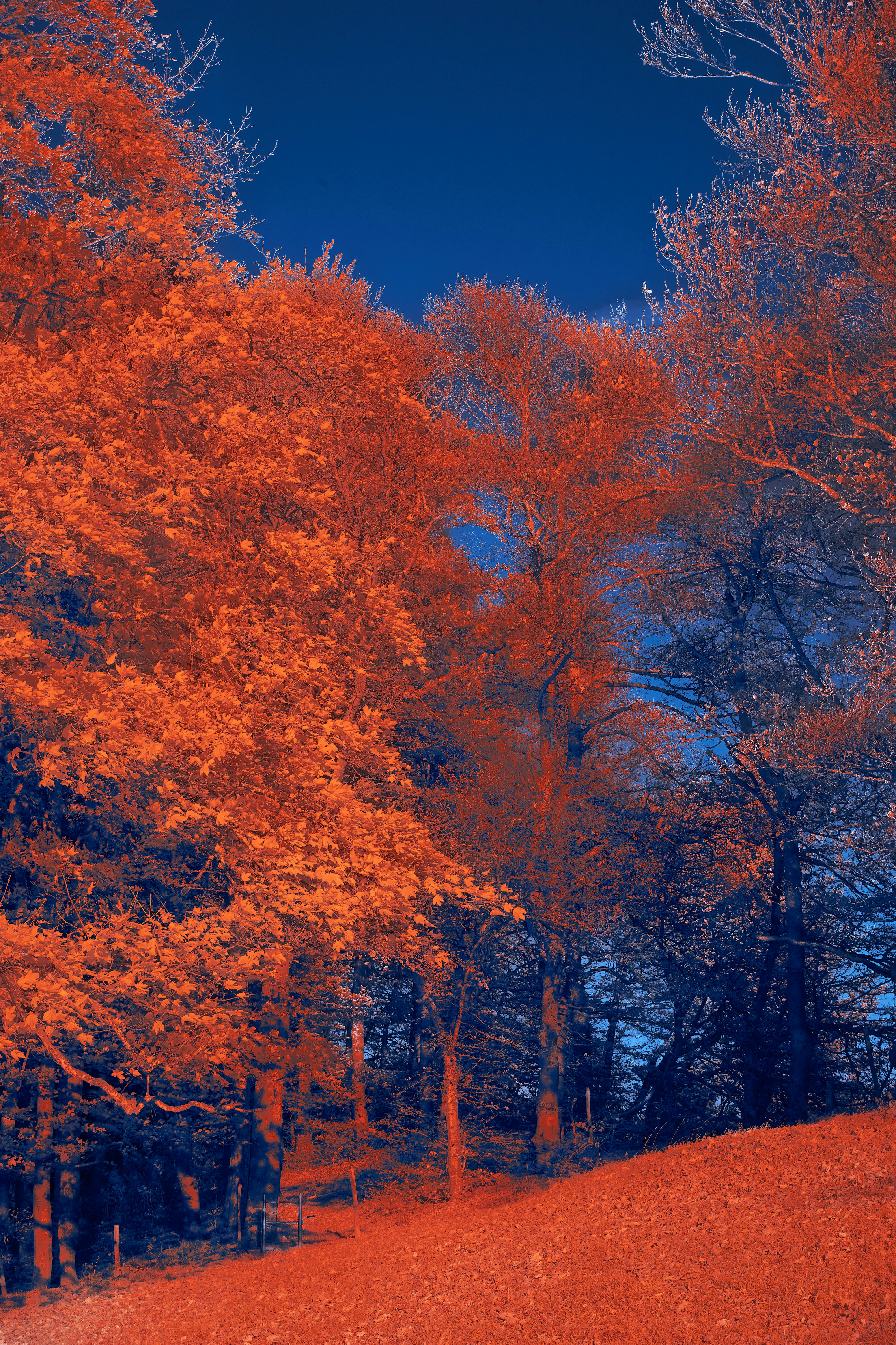 Photo by wolfgang_hasselmann