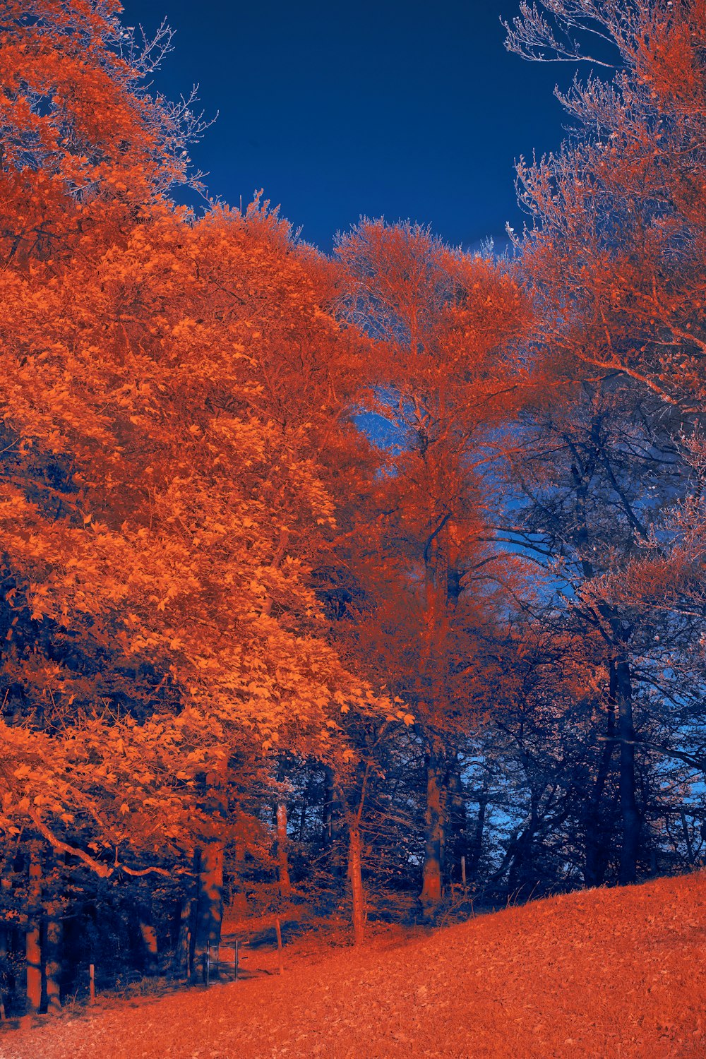 a forest of trees with orange and yellow leaves