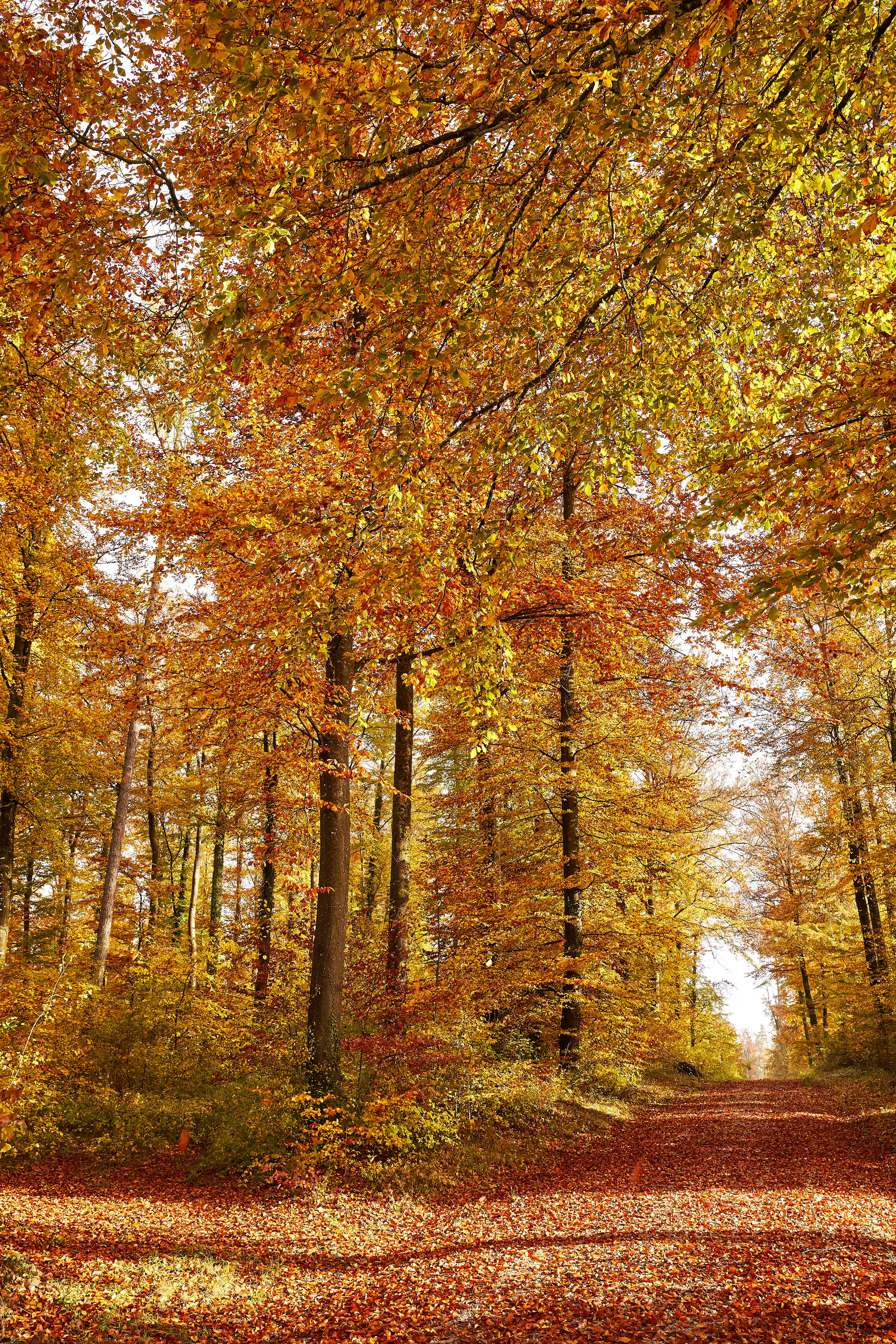 Photo by wolfgang_hasselmann