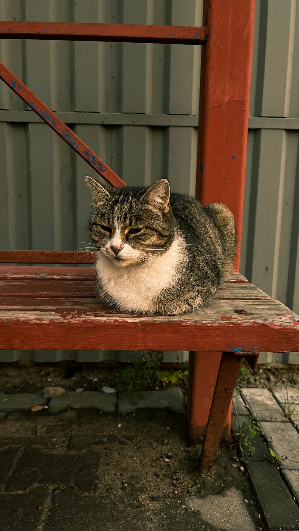 a cat sitting on a bench