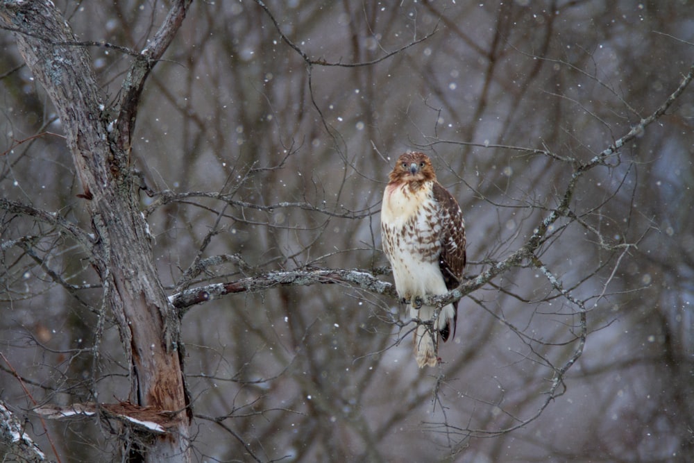 a bird sitting on a tree branch