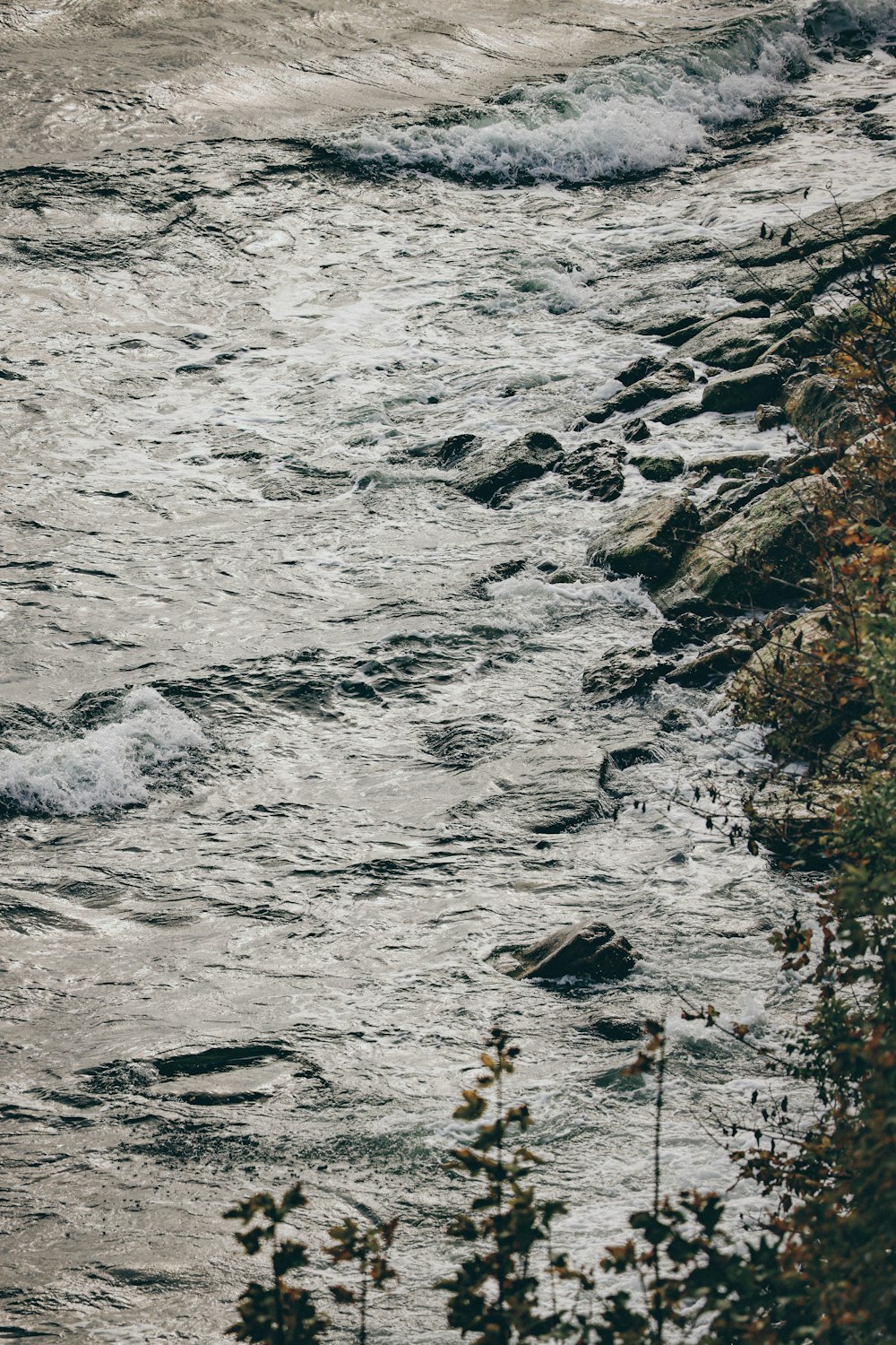 Un río con rocas y plantas