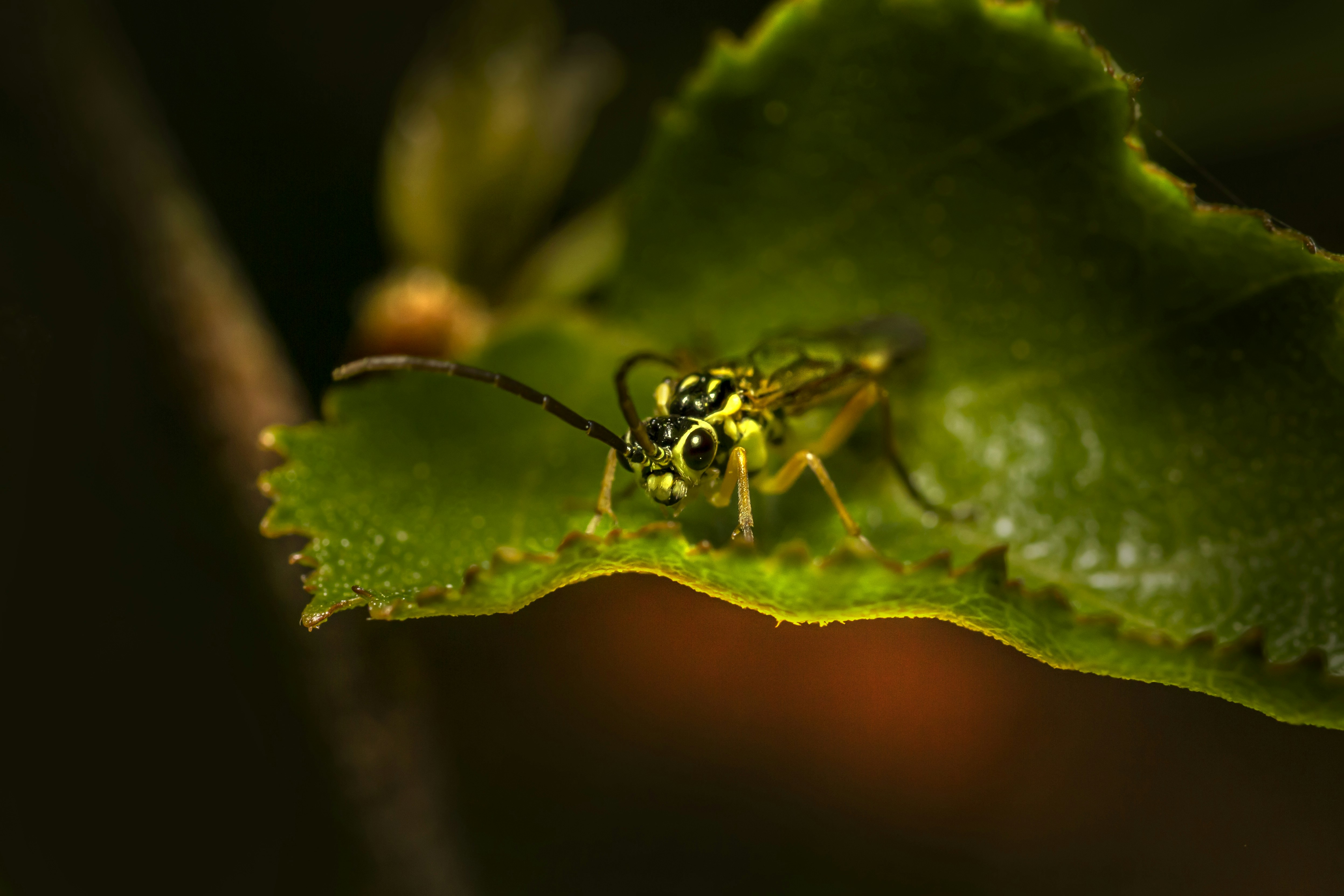 A close up of a bug photo – Free Insect Image on Unsplash