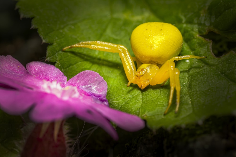 a yellow insect on a purple flower