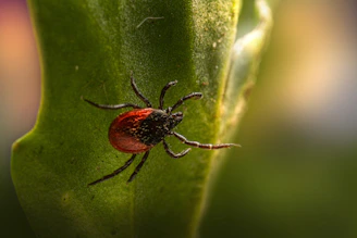 a red bug on a green leaf