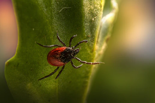 a red bug on a green leaf
