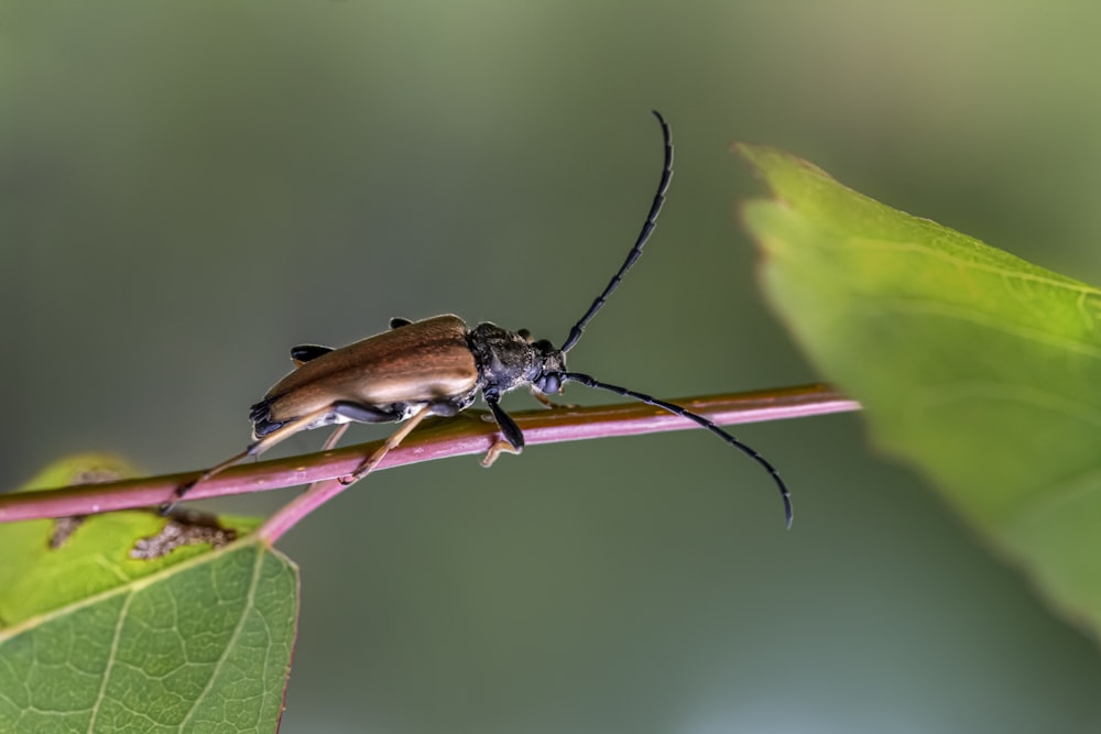 a bug on a leaf