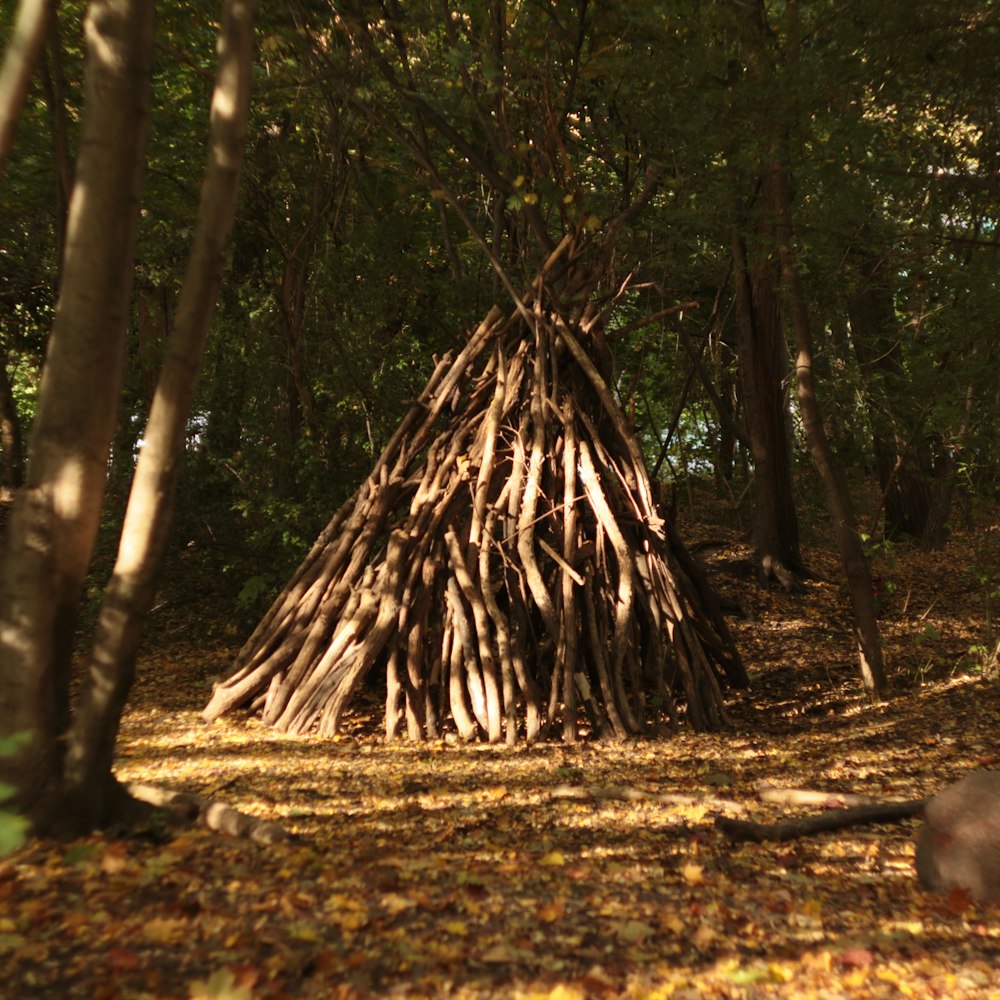 a tree that has been cut