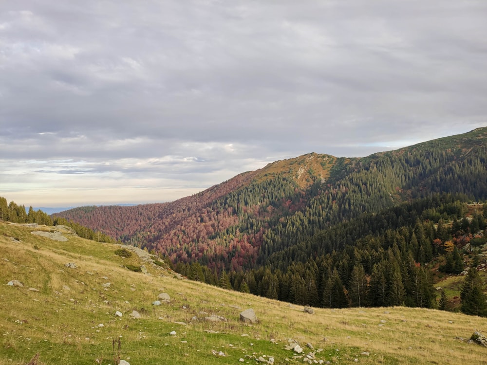 a grassy hill with trees and hills in the background