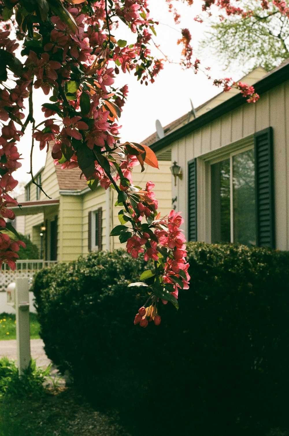 a tree with flowers in front of a house