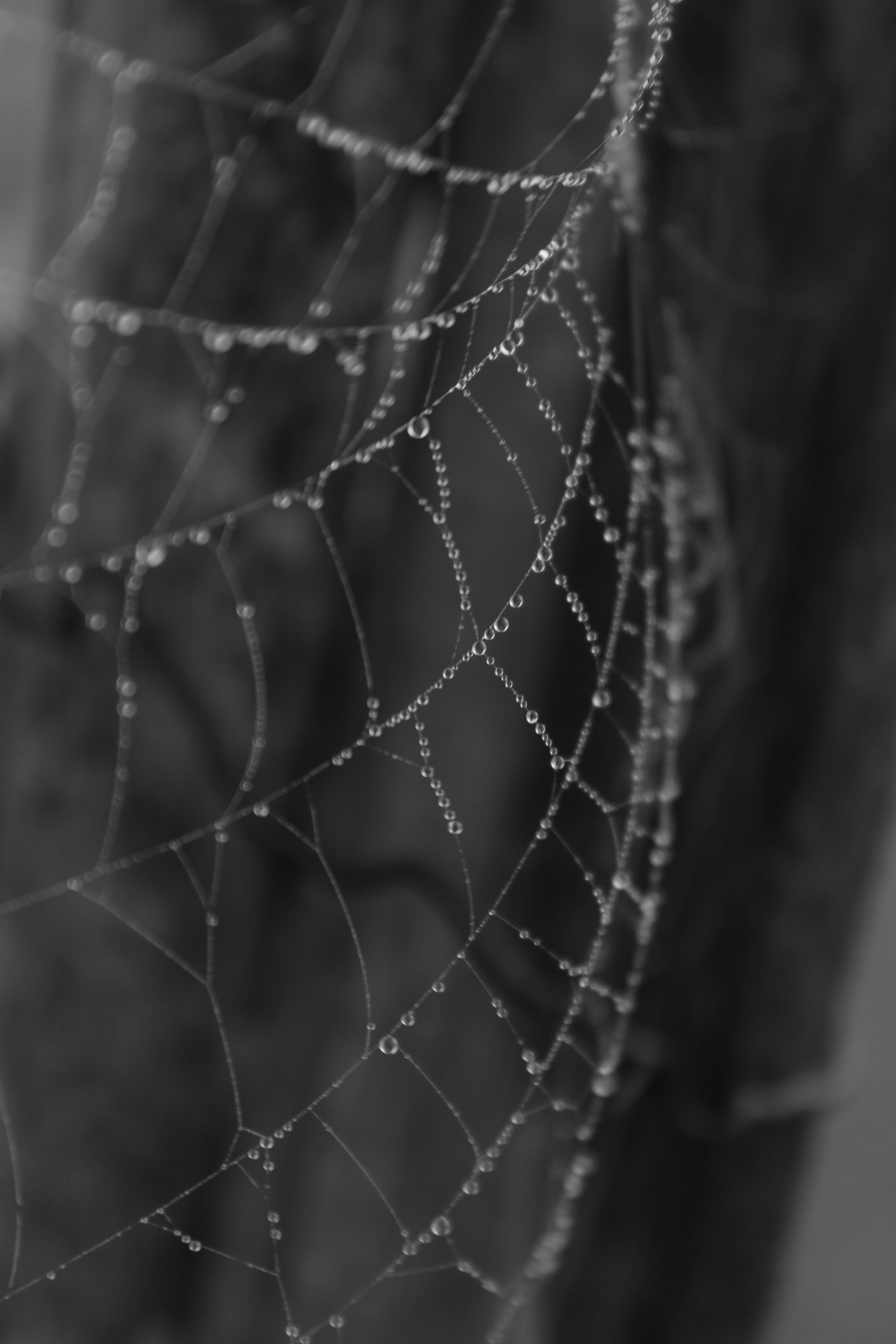 a spider web with a spider web