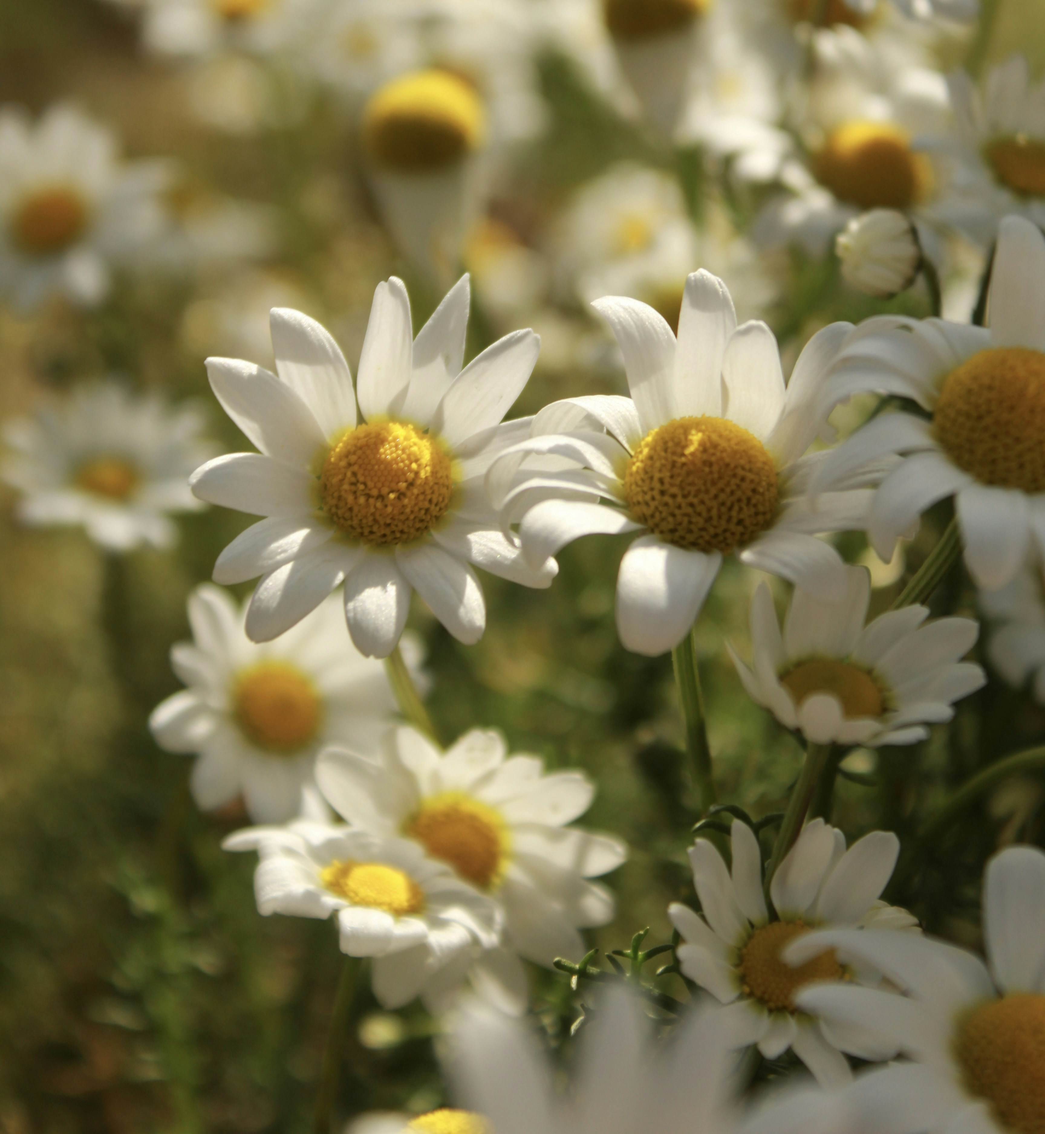 Photo by mikis_world