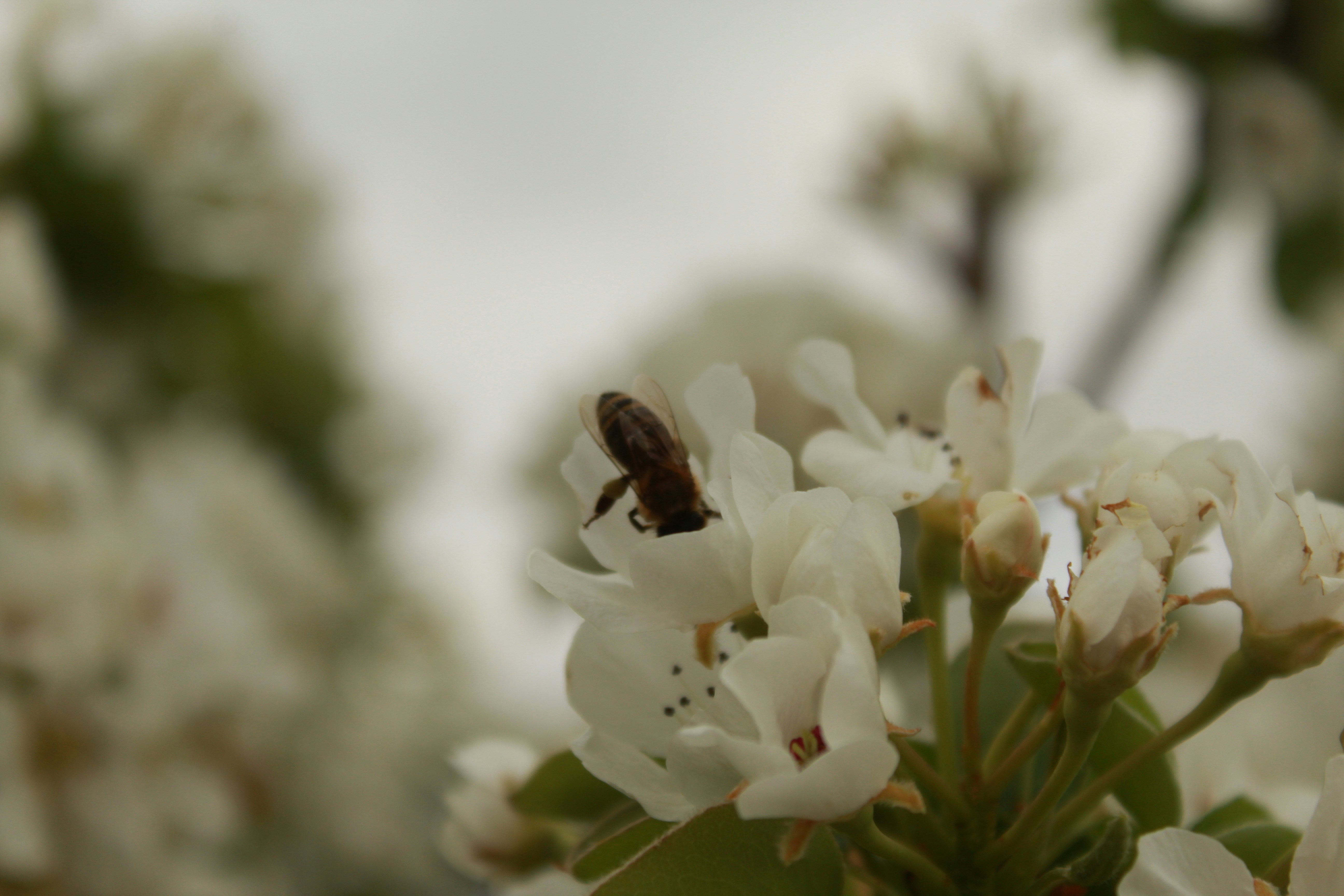 a bee on a white flower