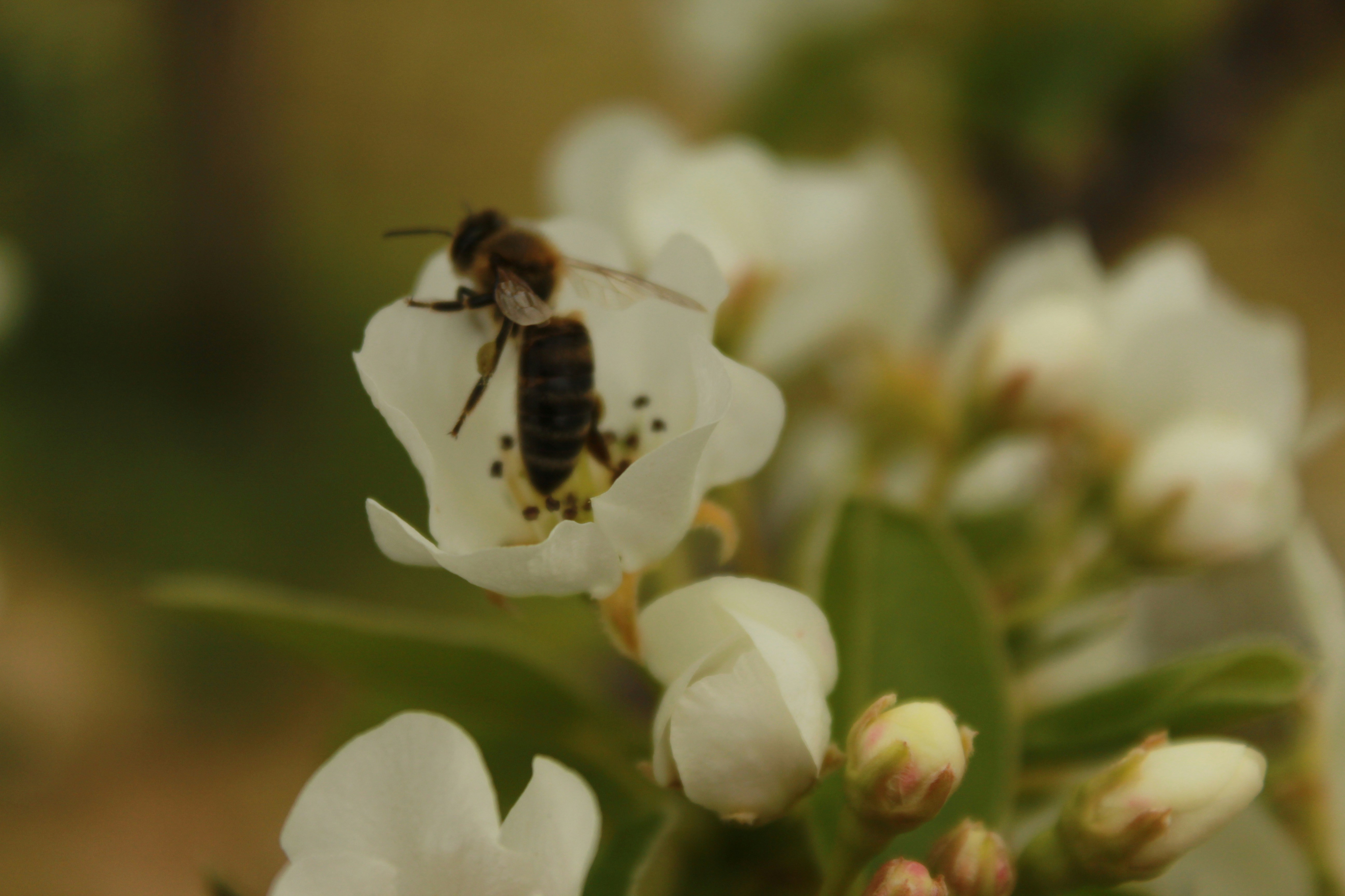 a bee on a flower