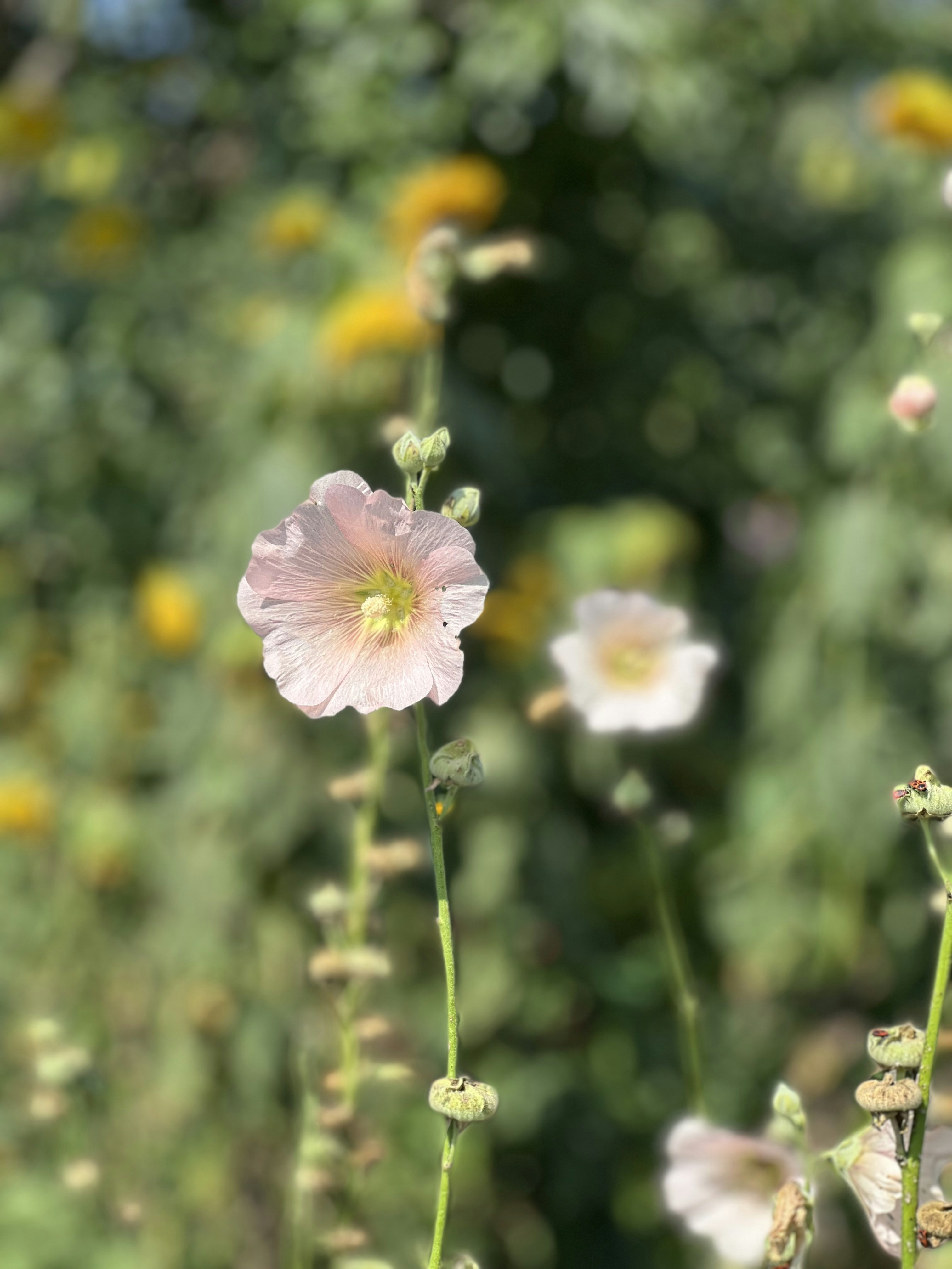 a purple flower with yellow and white petals