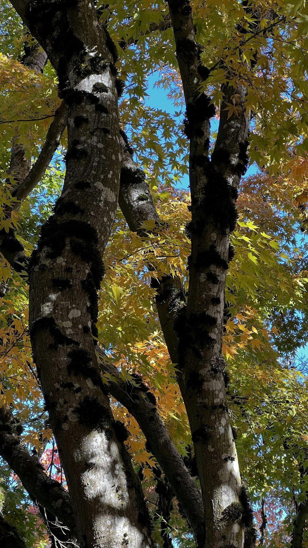 a tree with many branches