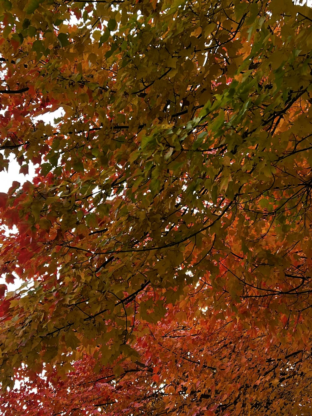 a tree with green leaves