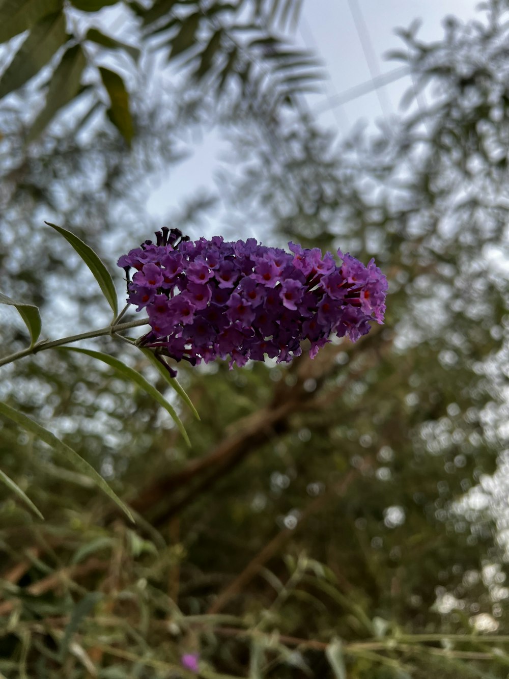 a purple flower on a branch