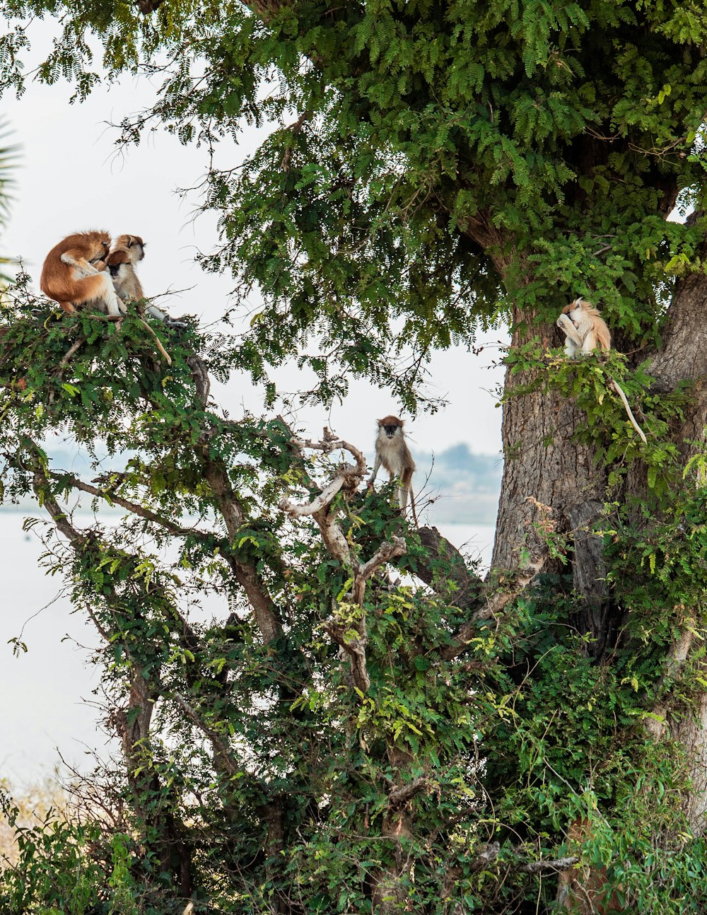 a group of monkeys in a tree