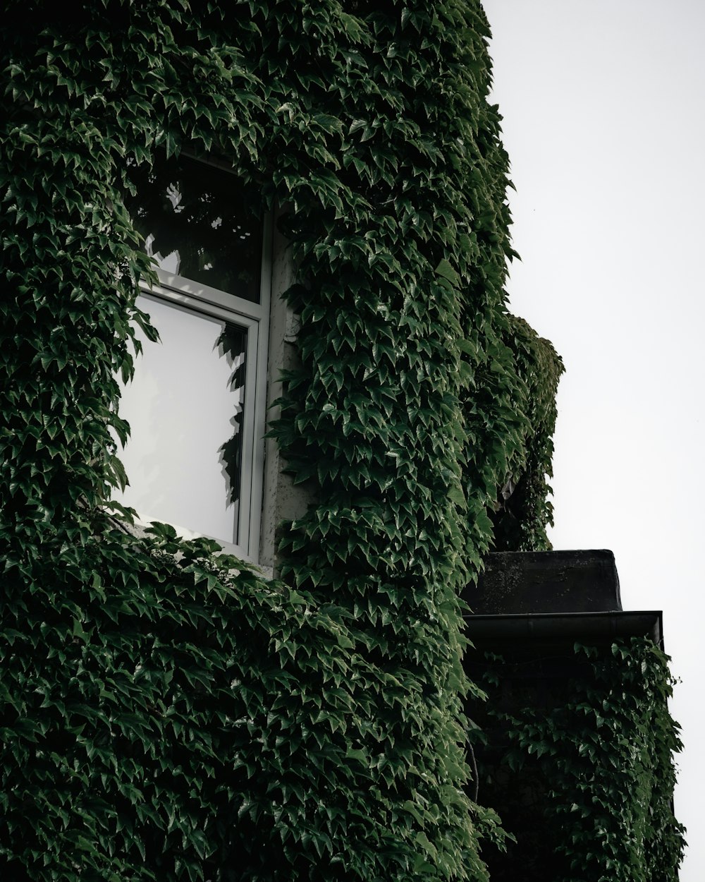 a building covered in ivy